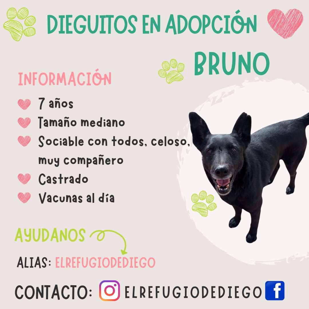 Bruno