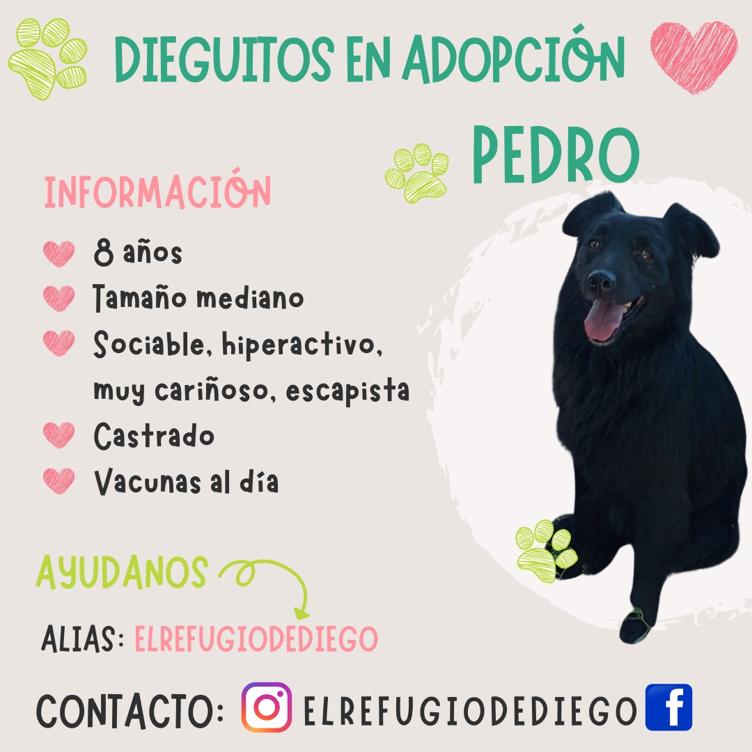 Pedro