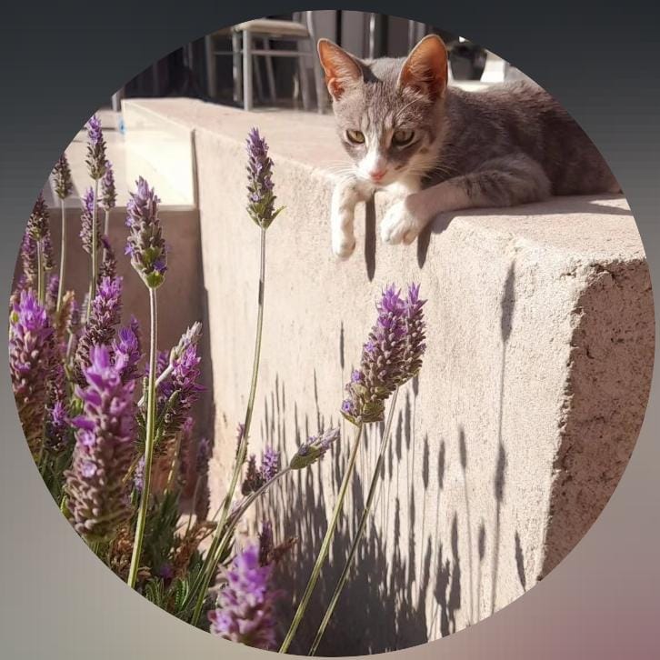 Gatitos en Adopcion Mendoza